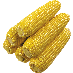 Corn PNG image-5264